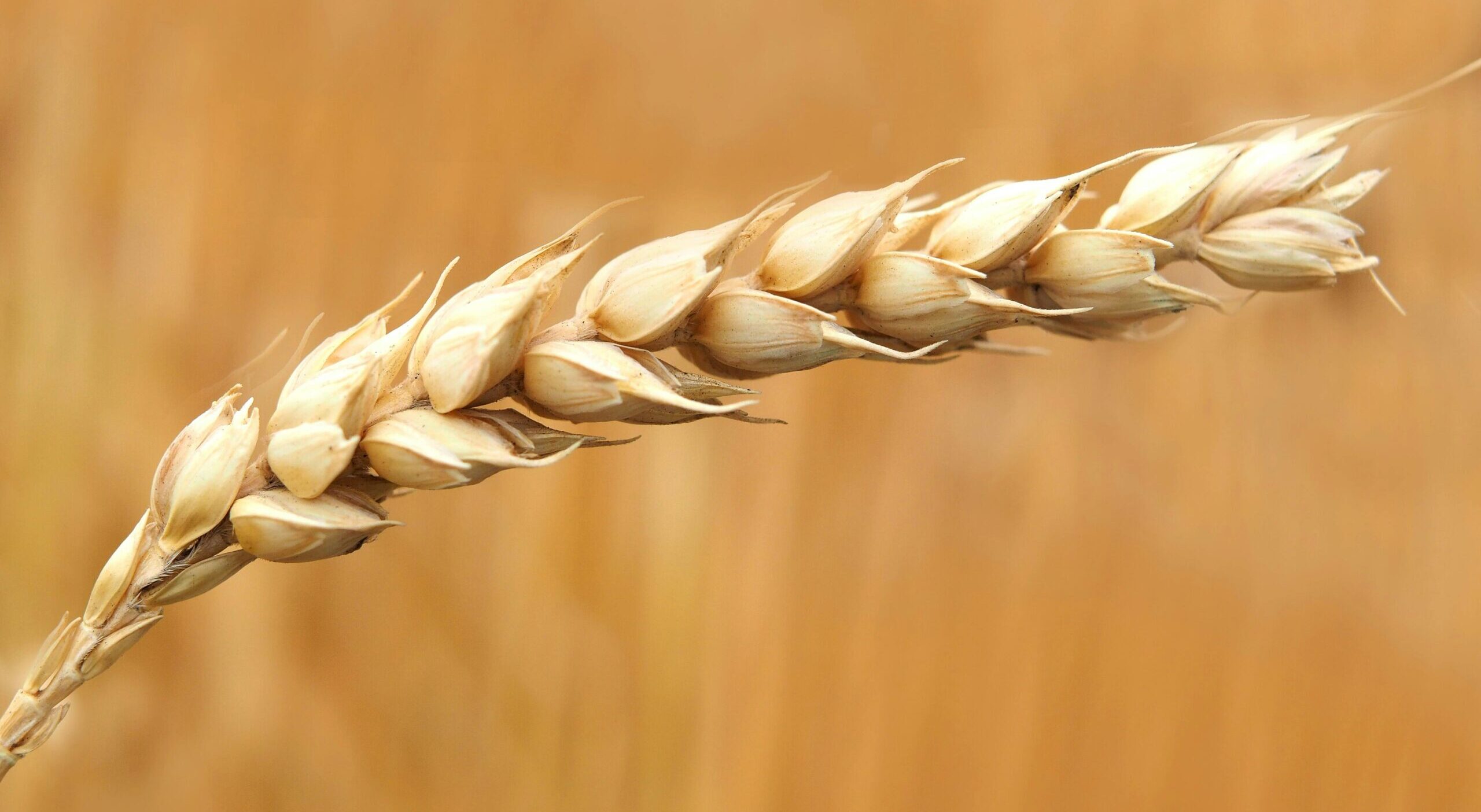 tarwemeel, tarwefijnmeel (gebuild) en bloem – hoe zit dat nou?