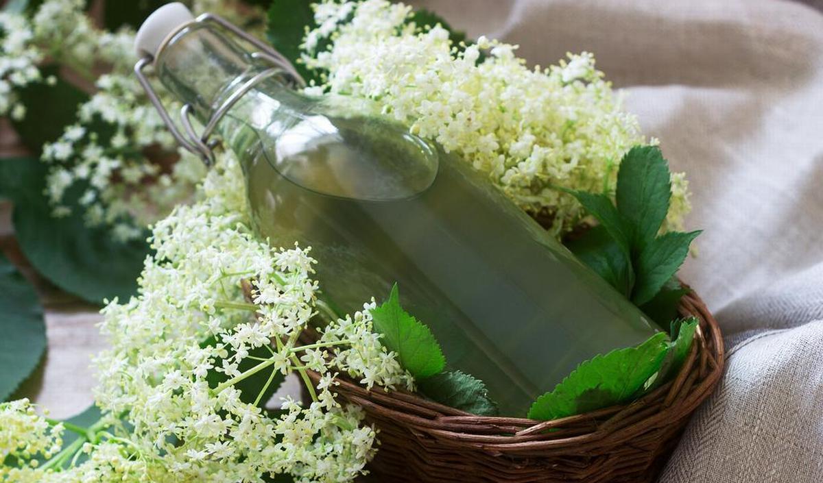 tijd om vlierbloesemsiroop te maken