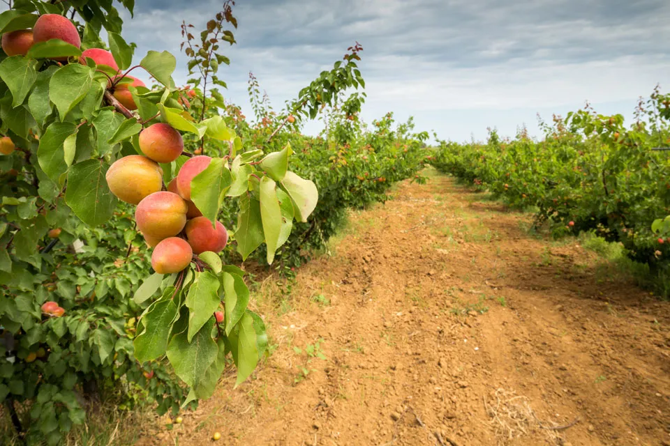 ongezwaveld en ongekunsteld