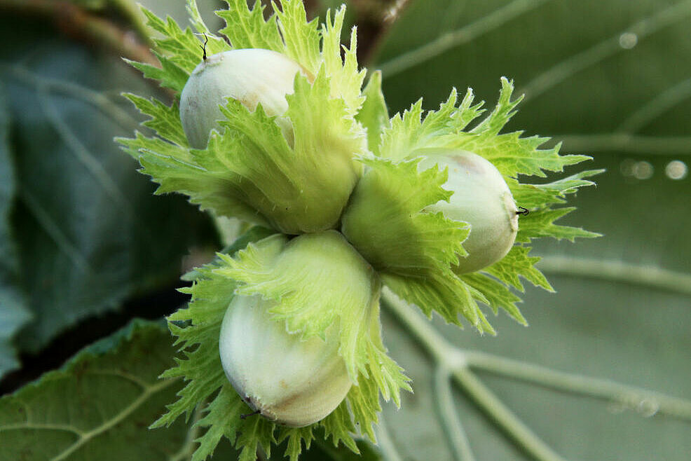 noten waar je blij van wordt