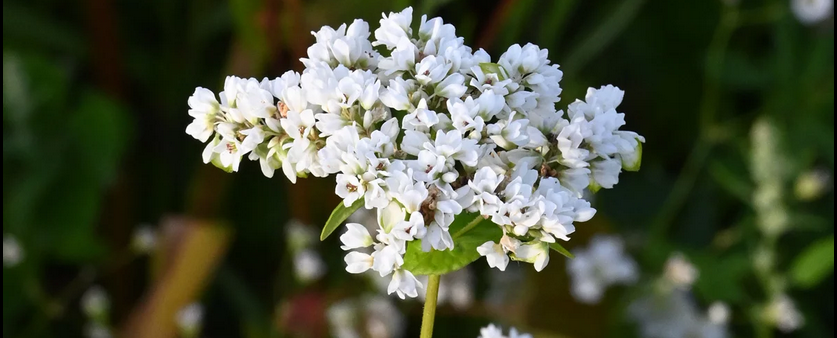 Boekweit — de (T)Opschepper van mei