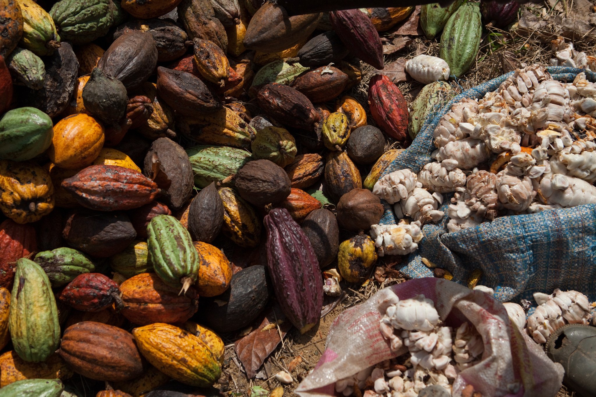 waarom cacao (even) moeilijk te krijgen is