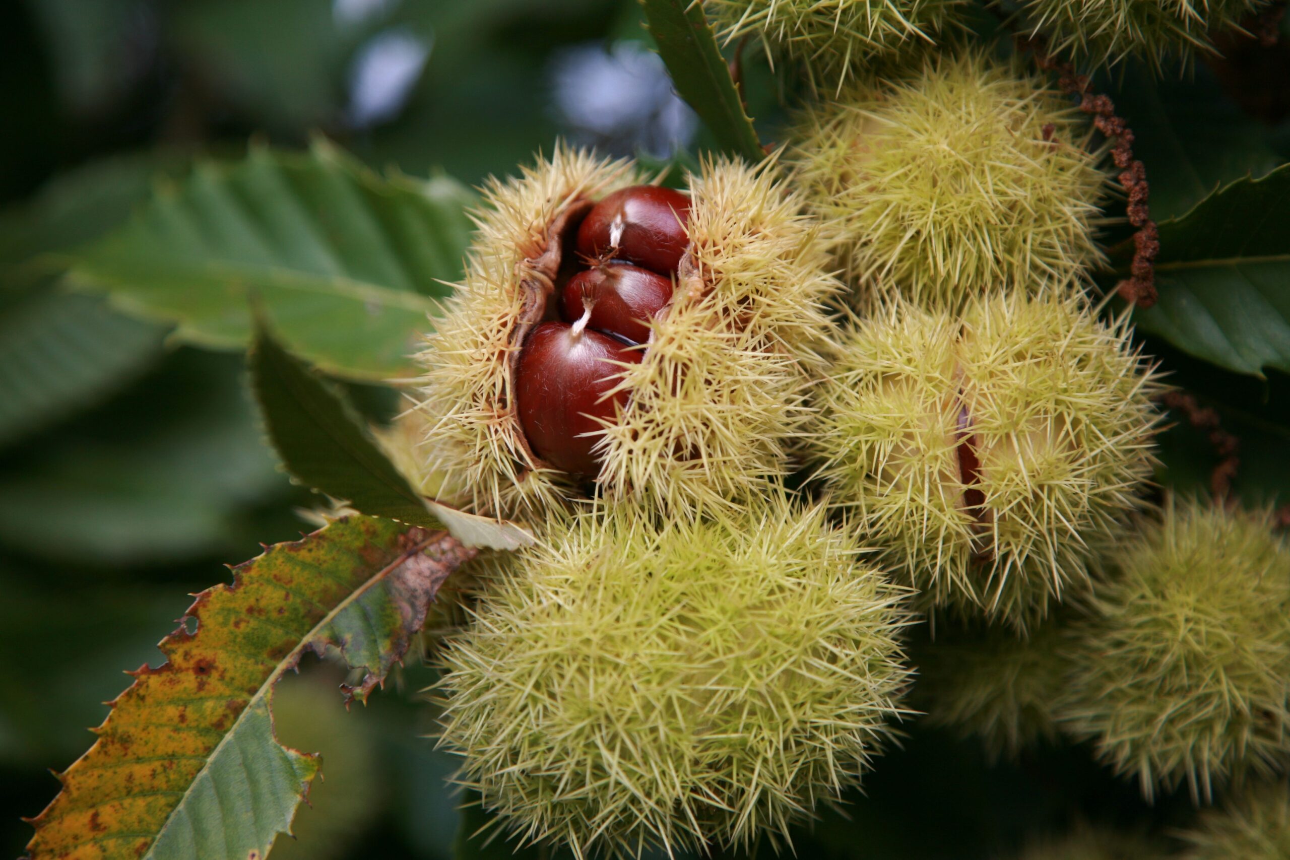 kastanjemeel: de smaak van de Franse herfst